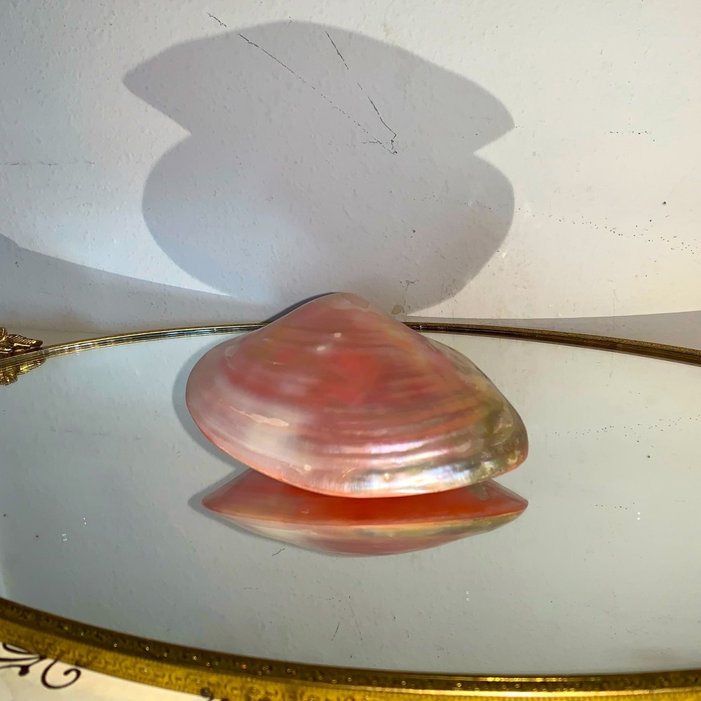 Pink sea shell - Picture 2 of 6